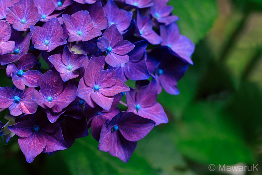 アジサイの花の写真です